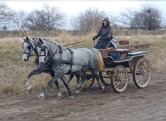 KWPN, Sto, 6 år, 170 cm, Grå