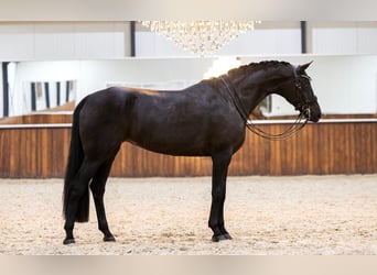 KWPN, Sto, 8 år, 170 cm, Svart