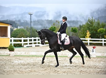 KWPN, Sto, 8 år, 171 cm, Brun