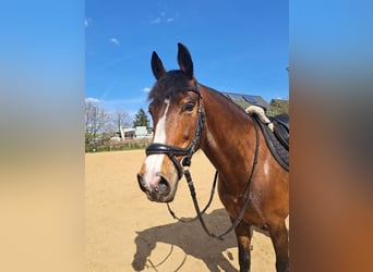 KWPN, Stute, 10 Jahre, 150 cm, Brauner
