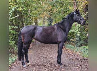 KWPN, Stute, 10 Jahre, 158 cm, Schwarzbrauner