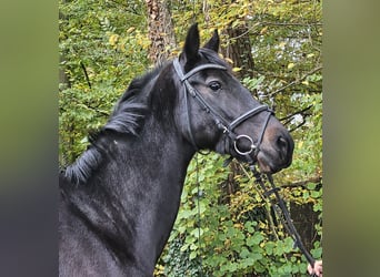 KWPN, Stute, 10 Jahre, 158 cm, Schwarzbrauner