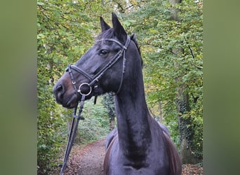 KWPN, Stute, 10 Jahre, 158 cm, Schwarzbrauner