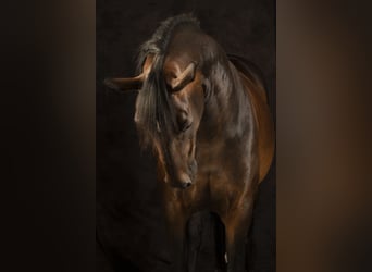 KWPN, Stute, 10 Jahre, 160 cm, Brauner