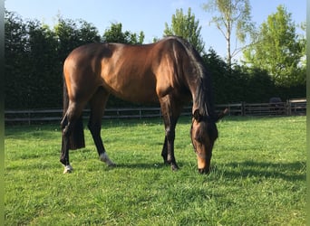 KWPN, Stute, 10 Jahre, 160 cm, Brauner