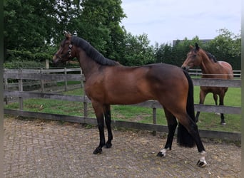 KWPN, Stute, 10 Jahre, 160 cm, Brauner