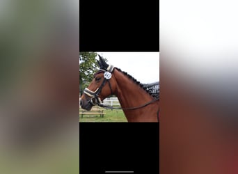 KWPN, Stute, 10 Jahre, 160 cm, Brauner