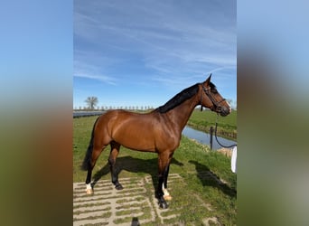 KWPN, Stute, 10 Jahre, 160 cm, Brauner