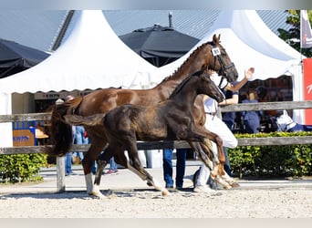 KWPN, Stute, 10 Jahre, 162 cm, Dunkelfuchs