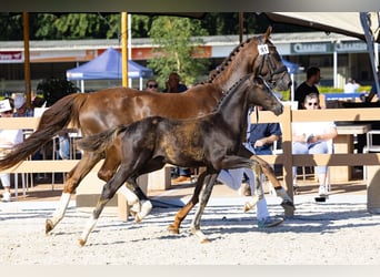 KWPN, Stute, 10 Jahre, 162 cm, Dunkelfuchs