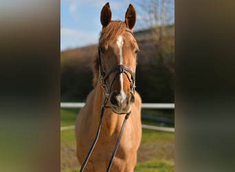 KWPN, Stute, 10 Jahre, 162 cm, Fuchs