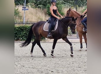 KWPN, Stute, 10 Jahre, 162 cm, Rappe