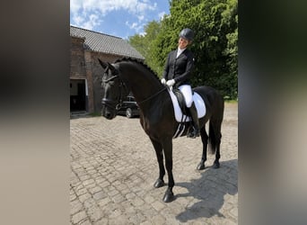KWPN, Stute, 10 Jahre, 162 cm, Rappe