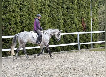 KWPN, Stute, 10 Jahre, 163 cm, Apfelschimmel