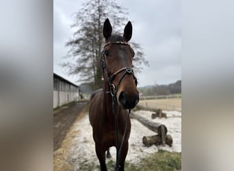 KWPN, Stute, 10 Jahre, 163 cm, Brauner