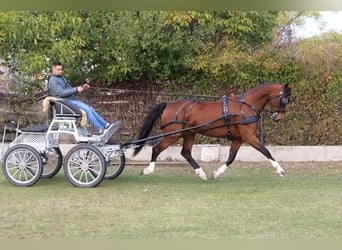 KWPN, Stute, 10 Jahre, 163 cm, Brauner