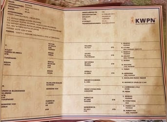 KWPN, Stute, 10 Jahre, 163 cm, Brauner