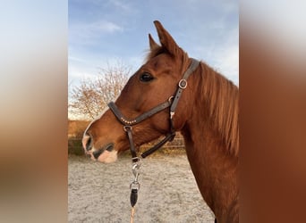 KWPN, Stute, 10 Jahre, 163 cm, Fuchs