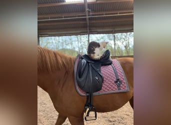 KWPN, Stute, 10 Jahre, 163 cm, Fuchs