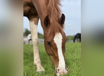 KWPN, Stute, 10 Jahre, 163 cm, Fuchs