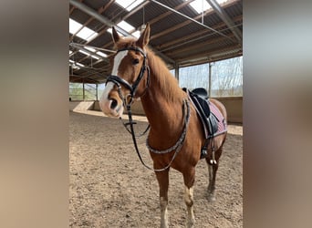 KWPN, Stute, 10 Jahre, 163 cm, Fuchs