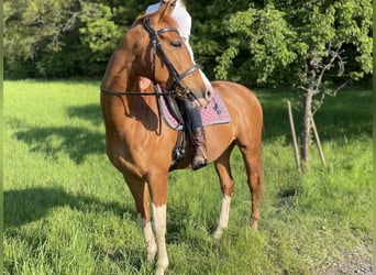 KWPN, Stute, 10 Jahre, 163 cm, Fuchs