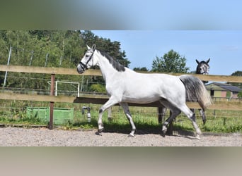 KWPN, Stute, 10 Jahre, 163 cm, Schimmel