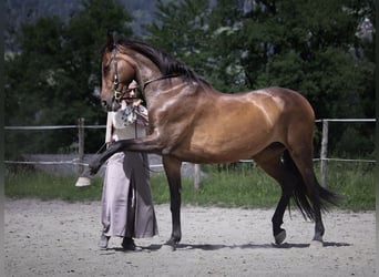 KWPN, Stute, 10 Jahre, 164 cm, Brauner