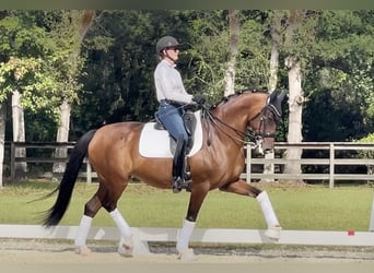 KWPN, Stute, 10 Jahre, 164 cm, Rotbrauner