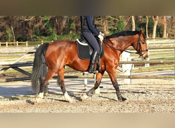 KWPN, Stute, 10 Jahre, 165 cm, Brauner