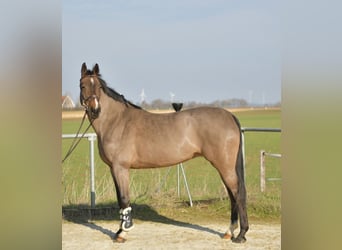 KWPN, Stute, 10 Jahre, 165 cm, Brauner