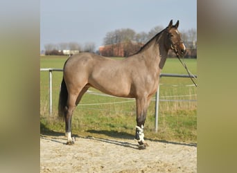 KWPN, Stute, 10 Jahre, 165 cm, Brauner