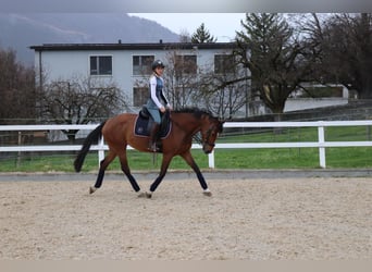 KWPN, Stute, 10 Jahre, 165 cm, Brauner