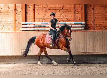 KWPN, Stute, 10 Jahre, 165 cm, Brauner