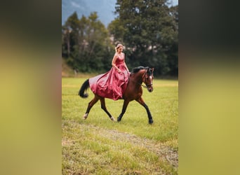 KWPN, Stute, 10 Jahre, 165 cm, Brauner