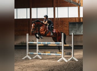 KWPN, Stute, 10 Jahre, 165 cm, Brauner