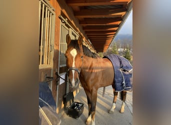 KWPN, Stute, 10 Jahre, 165 cm, Brauner