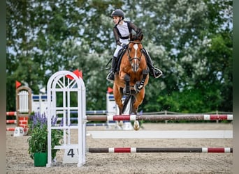 KWPN, Stute, 10 Jahre, 165 cm, Brauner