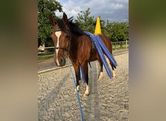 KWPN, Stute, 10 Jahre, 165 cm, Brauner