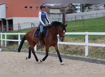 KWPN, Stute, 10 Jahre, 165 cm, Brauner