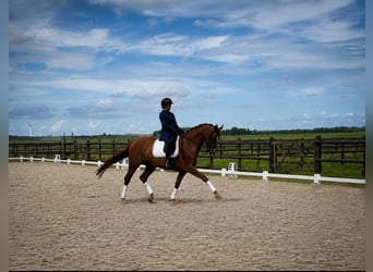 KWPN, Stute, 10 Jahre, 165 cm