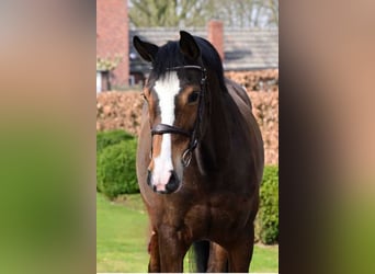 KWPN, Stute, 10 Jahre, 165 cm, Dunkelbrauner