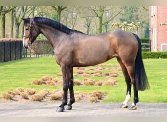 KWPN, Stute, 10 Jahre, 165 cm, Dunkelbrauner