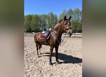KWPN, Stute, 10 Jahre, 165 cm, Dunkelfuchs