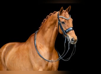 KWPN, Stute, 10 Jahre, 165 cm, Fuchs