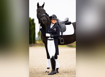 KWPN, Stute, 10 Jahre, 165 cm, Rappe