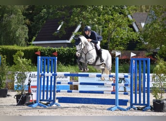 KWPN, Stute, 10 Jahre, 165 cm, Schimmel