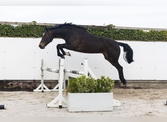 KWPN, Stute, 10 Jahre, 165 cm