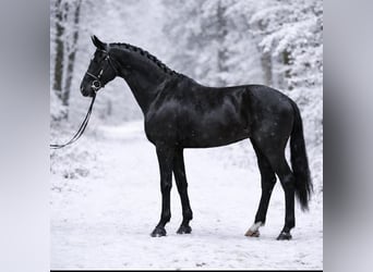 KWPN, Stute, 10 Jahre, 166 cm, Rappe