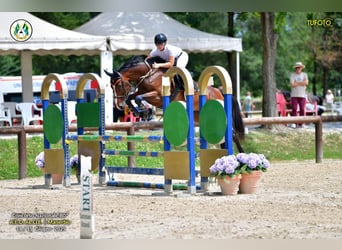 KWPN, Stute, 10 Jahre, 167 cm, Brauner